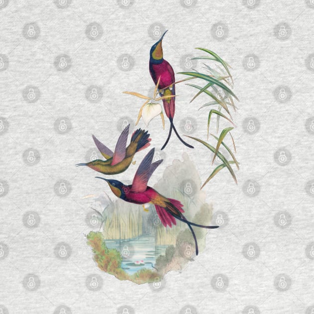 Hummingbirds by TooplesArt